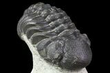 Reedops Trilobite Fossil - Good Eye Facets #68650-2